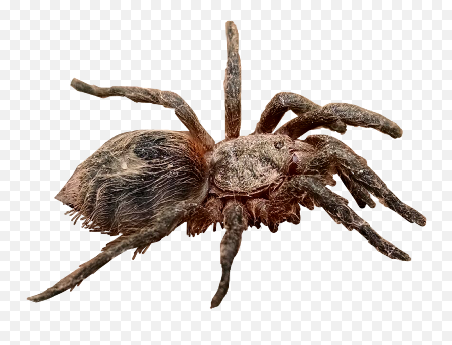 Download - Wolf Spider Png,Tarantula Png