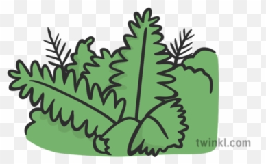 Fern Illustration - Twinkl Fern Png,Ferns Png
