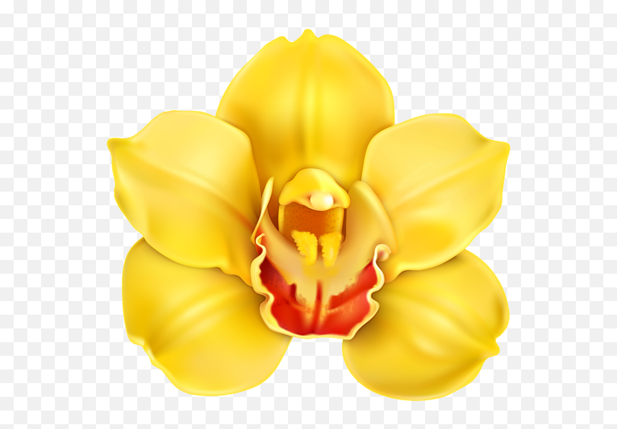 Yellow Orchid Orchids Clip Art - Yellow Orchid Flower Png,Orchid Png