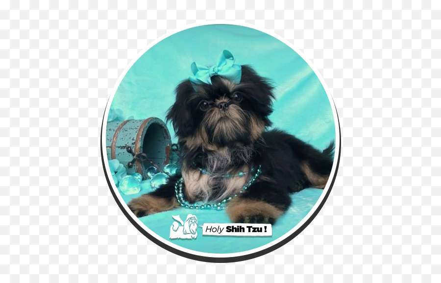 Holy Shih - Tzu Puppies Vulnerable Native Breeds Png,Shih Tzu Png