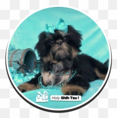 Holy Shih - Tzu Puppies Vulnerable Native Breeds Png,Shih Tzu Png