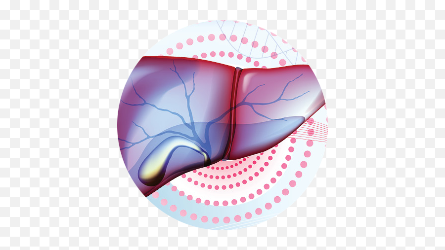 The Liver And Gallbladder In Health - Blue Circle Label Png,Liver Icon
