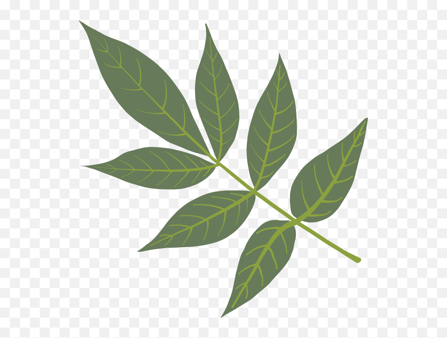 Green Ash - Bay Laurel Png,Walnut Transparent