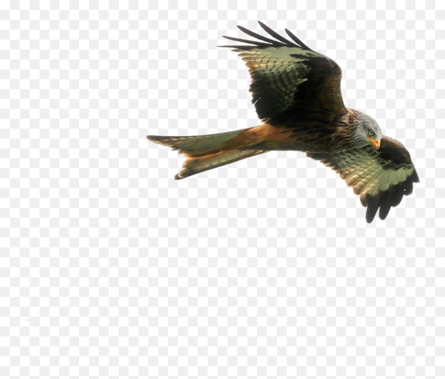Hawk Png Image - Purepng Free Transparent Cc0 Png Image If U Fly Like An Eagle,Parrot Transparent Background