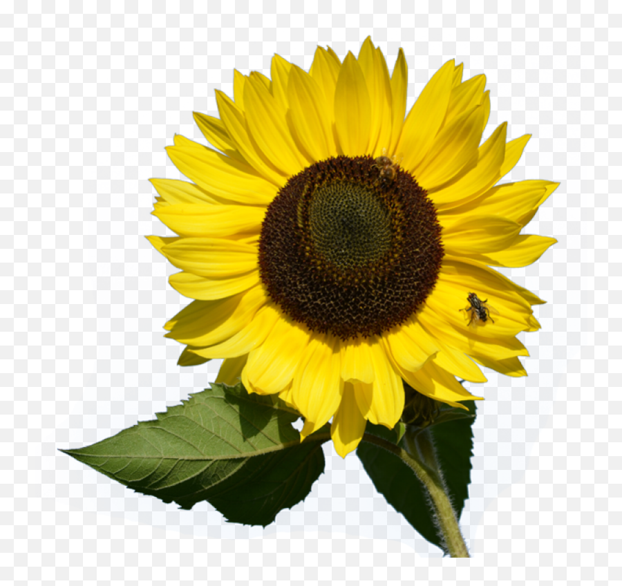 Sunflower Png Image - Purepng Free Transparent Cc0 Png Wild Sunflower Png,Transparent Sunflower