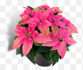 Poinsettia Christmas Plants Houseplant Spurges - Plants Png Pink Poinsettia Png Transparent,Poinsettia Png