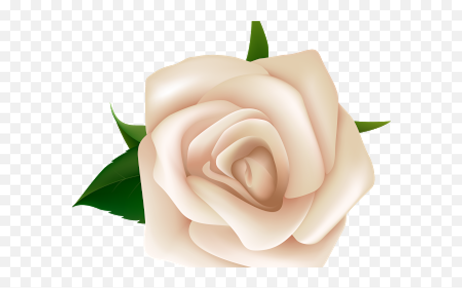 Natural Flower - White Rose Clipart Png,Rose Clipart Transparent