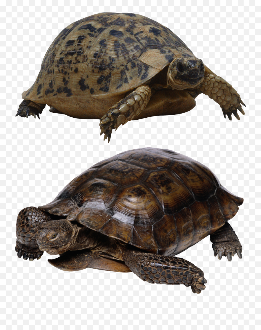 Turtle Isolated Tortoise Panzer Shellturtle - Realistic Turtle Clipart Png,Shell Png