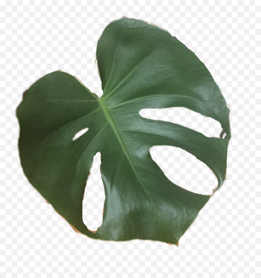 Plant - Swiss Cheese Plant Png,Tropical Plants Png
