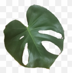Plant - Swiss Cheese png