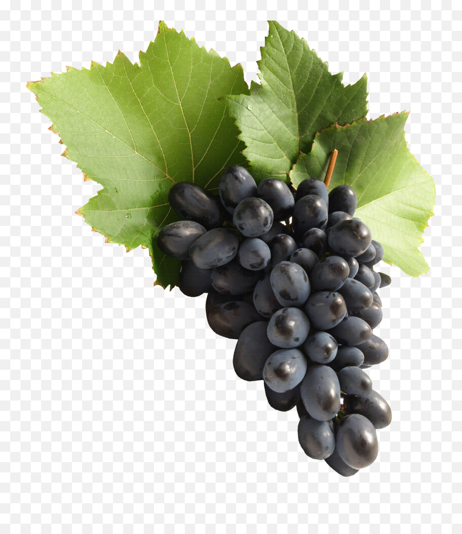 Grapes Transparent Png Images - Stickpng Grapes Transparent Png,Transparent Vine