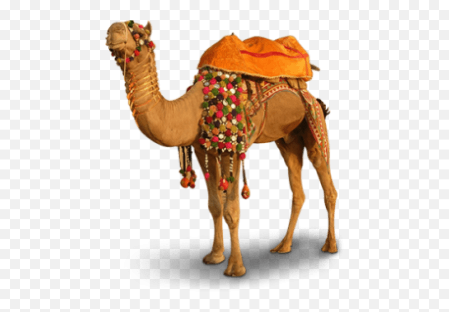 Camel Png - Camel Images Hd Png,Camel Png