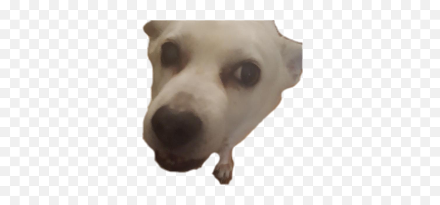 Discord Emoji Dog Gif Png