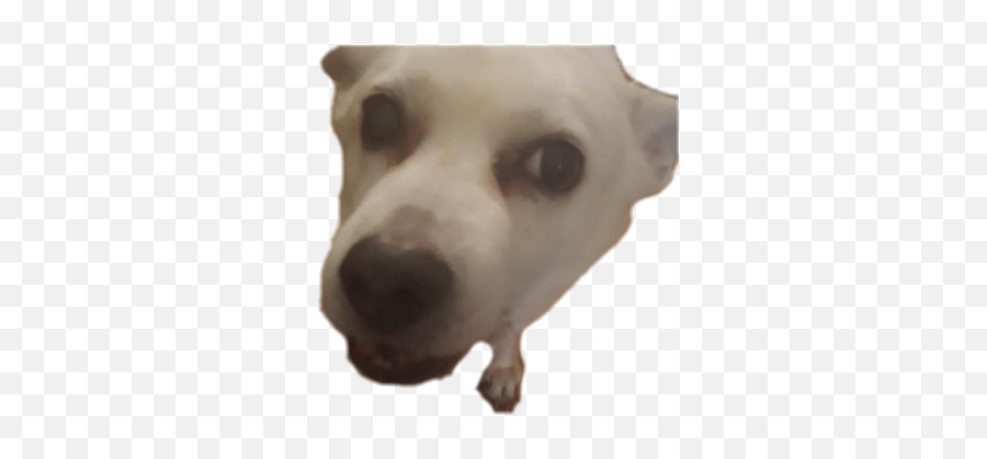 Discord Emoji Dog Gif Png Free Transparent Png Images Pngaaa Com