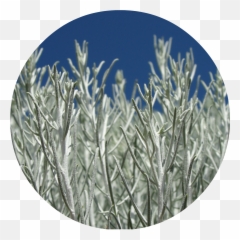 Download Desert Sage Png Image With