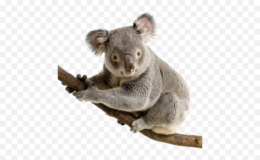 Детская коала. Лоун Пайн коала. Коала сумчатое. Звери на белом фоне. Картинки животных без фона.