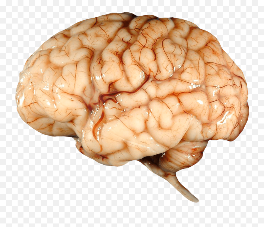 Real Brain Transparent Png - Human Transparent Background Brain Png,Brain Transparent Image