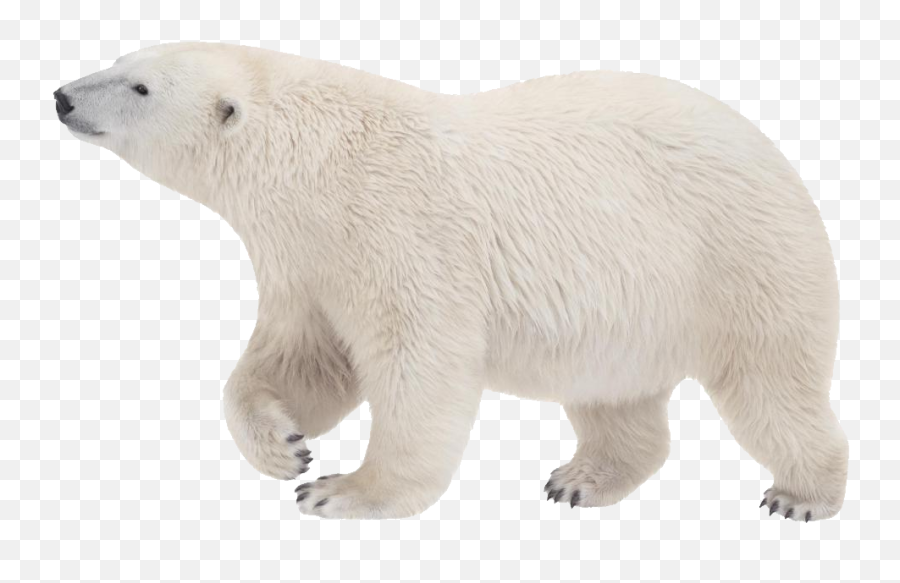 Download - Polarbearpngtransparentimagestransparent Transparent Background Polar Bear Transparent Png,Bear Transparent