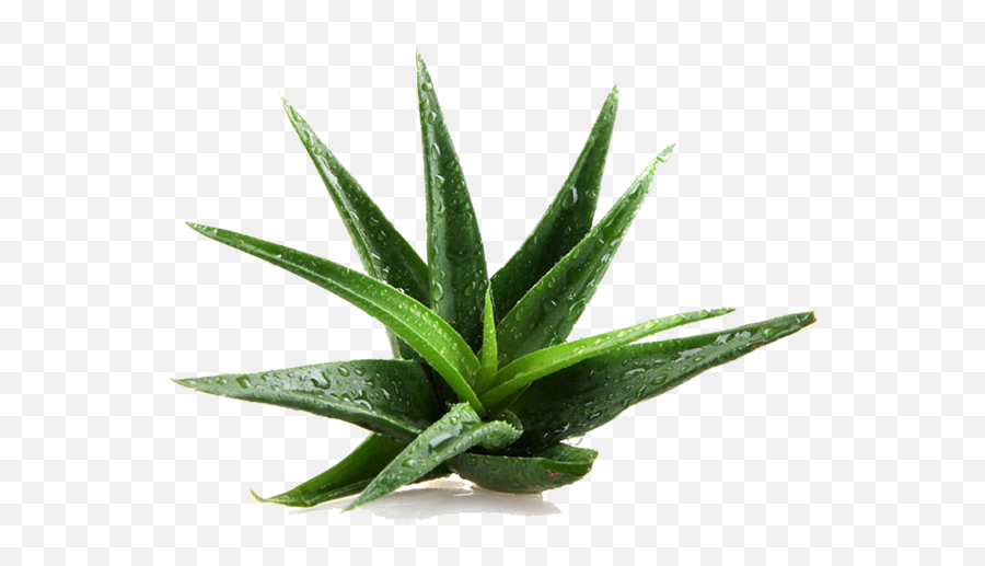 Natural - Aloe Vera Plant Png,Aloe Png