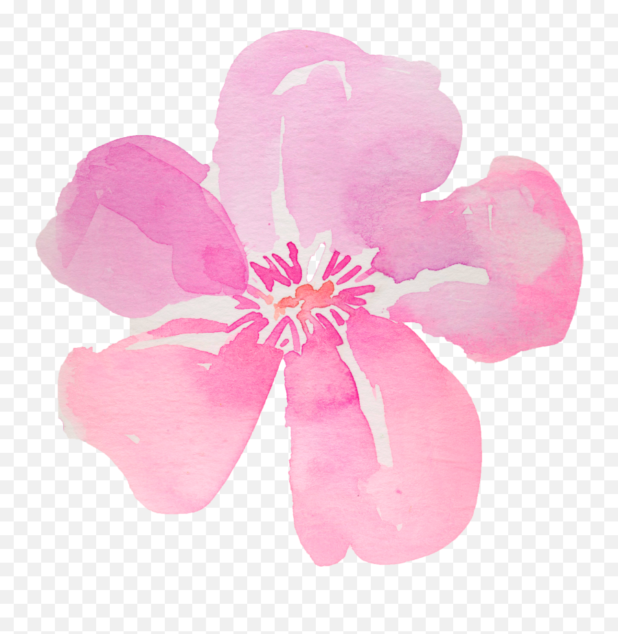 Download 5 - Flowers Hibiscus Png Watercolor Full Size Png 5 Petal Flower Watercolor,Hibiscus Png