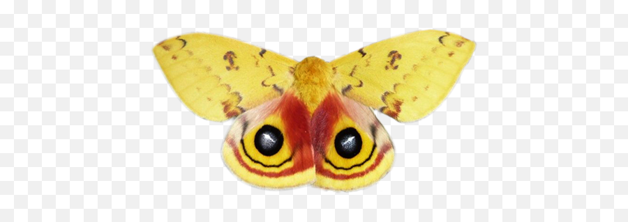 Update From The Nmw Team National Moth Week - Io Moth Png,Moth Png