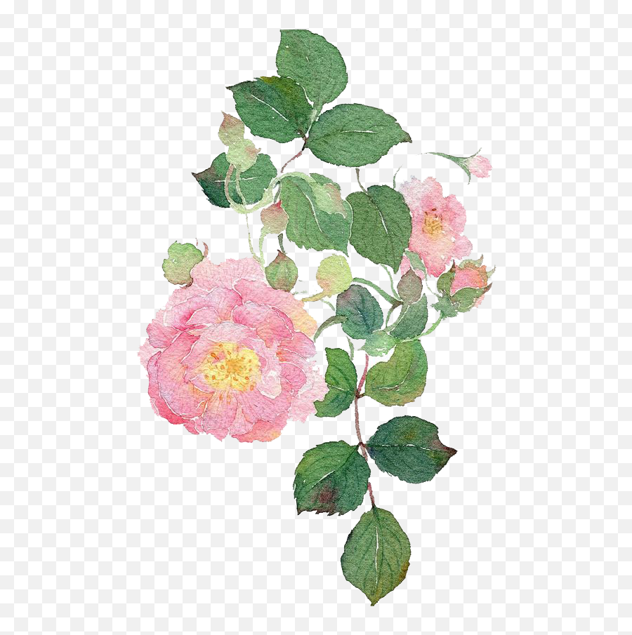 Garden Roses Watercolour Flowers Dog - Rose Watercolor Painting Watercolor Rose Leaves Png,Watercolor Roses Png