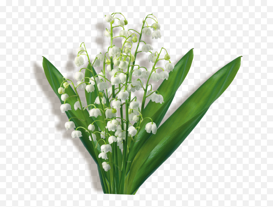 Flower Bouquet Clip Art Lily Of The - Drawing Lily Of The Valley Png,Lily Of The Valley Png