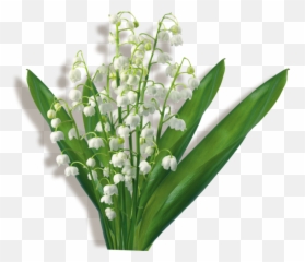 Flower Bouquet Clip Art Lily Of The - Drawing Lily Of The Valley Png,Lily Of The Valley Png