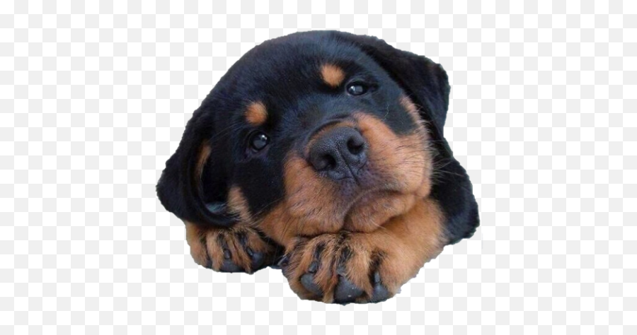 Rottweiler Puppy Cute Rottweiler Puppies Png Rottweiler Png Free Transparent Png Images Pngaaa Com