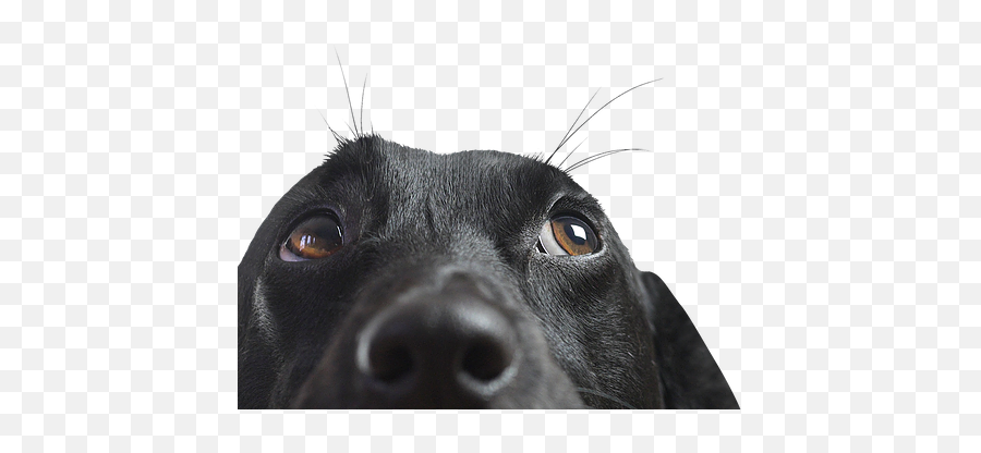 Dog Training All Dogs Are Good - Dog Png,Dog Ears Png