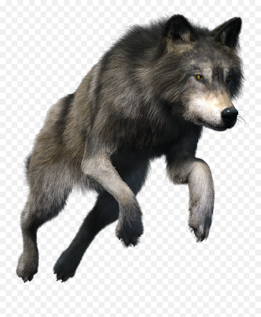 Wolf Png Transparent 140 Stock Images Free - Wolf Png,Husky Transparent Background