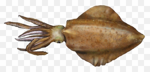 Download Squid Png Image - Sa Squid,Squid Png