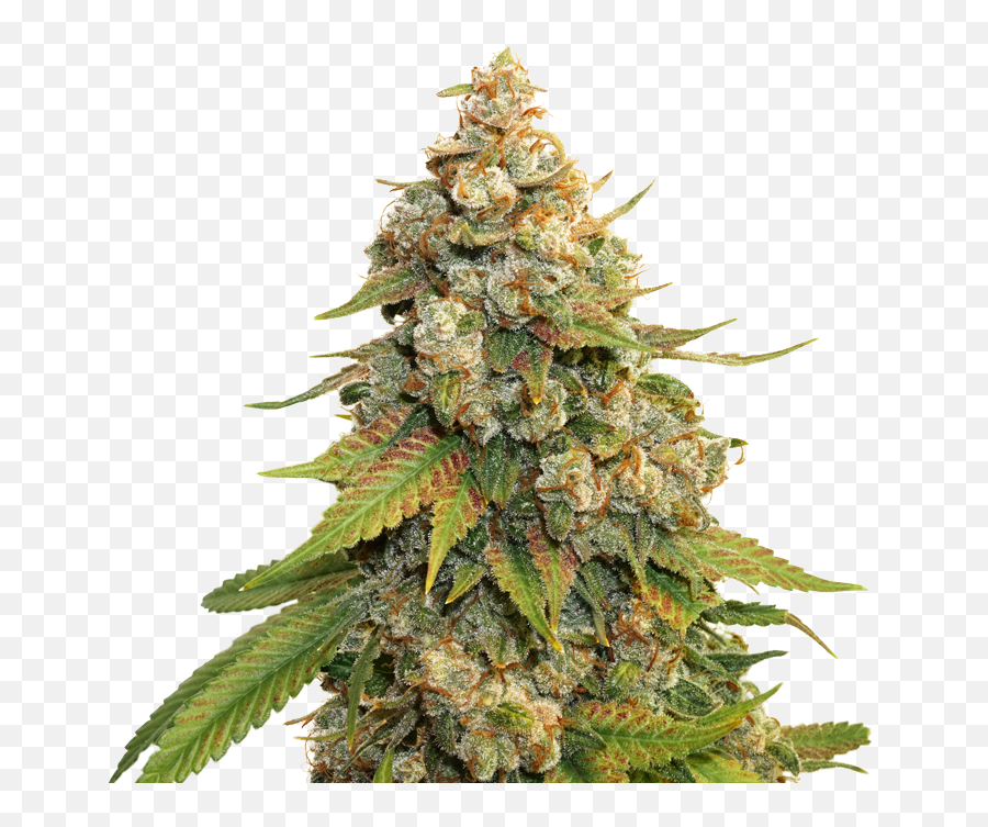 Golden Lemon Haze Seedstockers Strain - Lemon Haze Hd Png,Haze Png