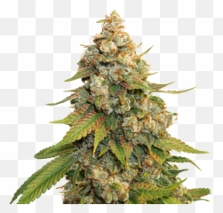 Golden Lemon Haze Seedstockers Strain - Lemon Haze Hd Png,Haze Png