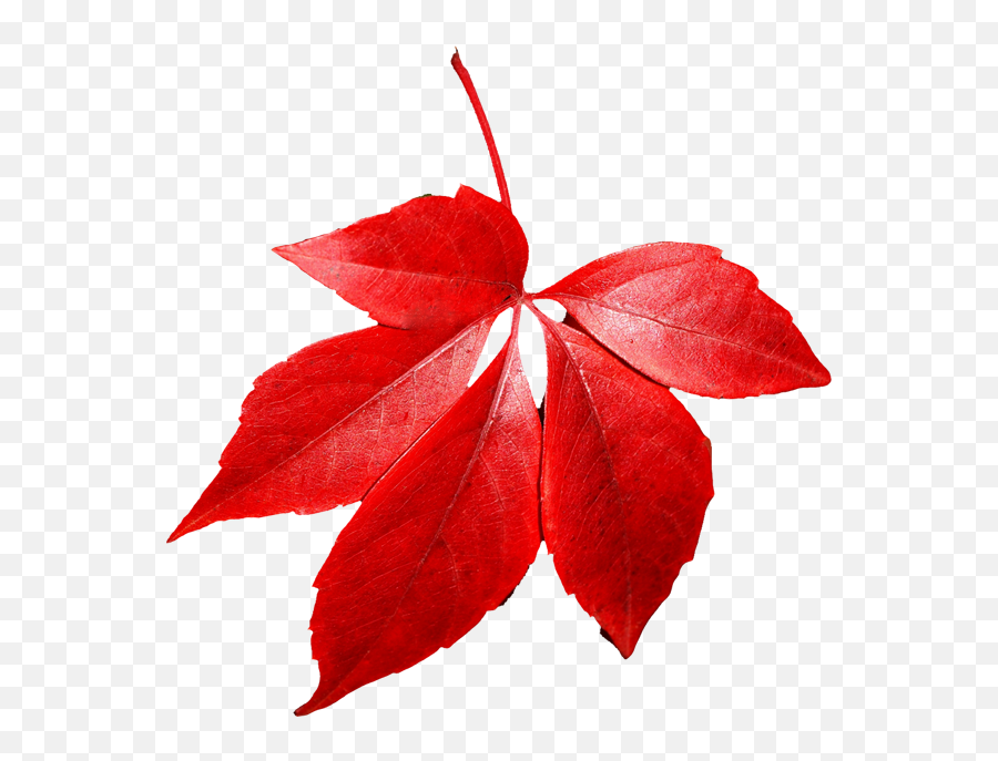 Red Leaves Png 1 Image - Red Autumn Leaf Png,Leaf With Transparent Background