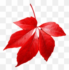 Red Leaves Png 1 Image - Red Autumn Leaf Png,Leaf With Transparent Background