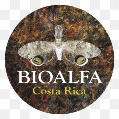 How A Tropical Country Can Dna Barcode Itself - Ibol Barcode Janzen New Species Discovered Dna Png,Costa Rica Png