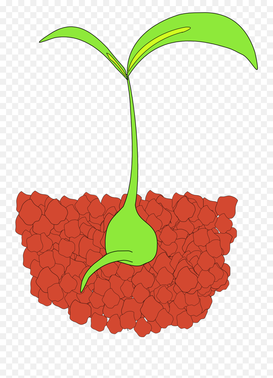 Picture Shows A Baby Plant Or Seedling - Seedling Clip Art Png,Seedling Png