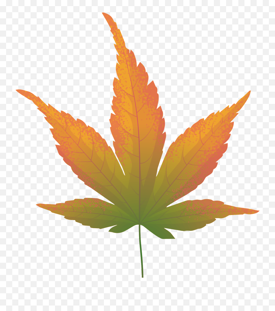 Japanese Maple Yellow Leaf Clipart - Weed Plant Black And White Png,Maple Leaf Transparent