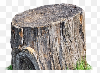 Tree - Tree Trunk Stump Png,Stump Png