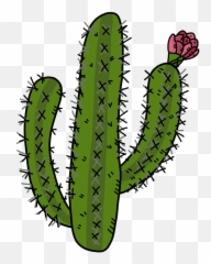 Cactus Desert Plants Rose - Imagenes Un Captu png
