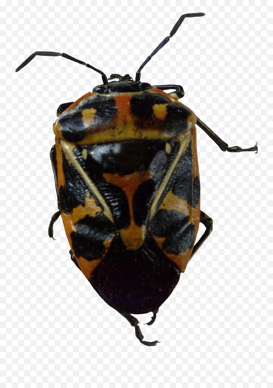 Bug Png Image Bugs