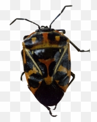 Bug Png Image Bugs