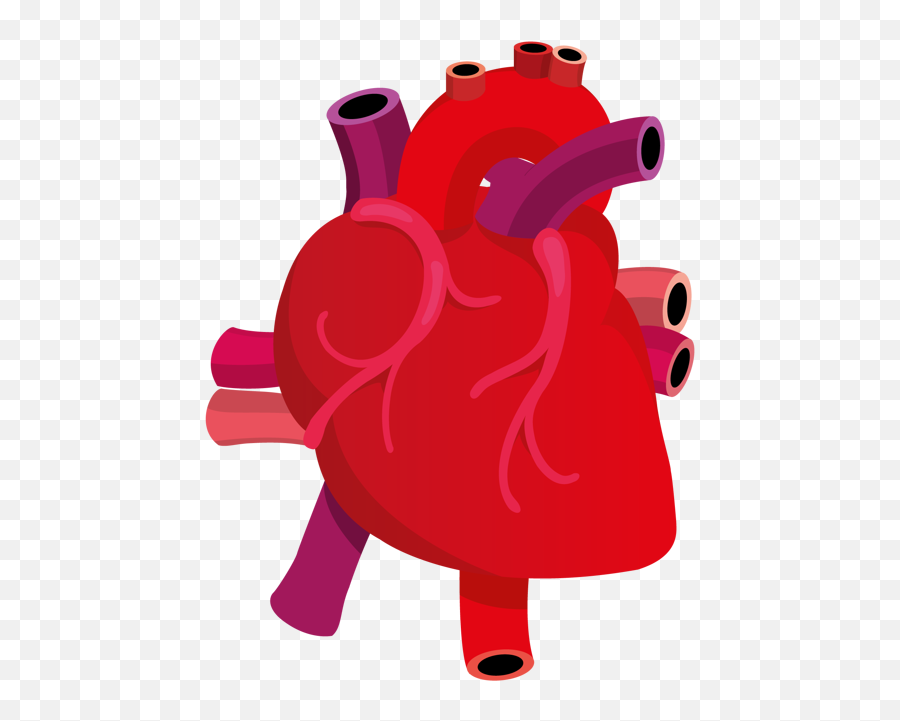 Download Library Of Anatomical Heart Svg Free Human Heart Vector Png Anatomical Heart Png Free Transparent Png Images Pngaaa Com