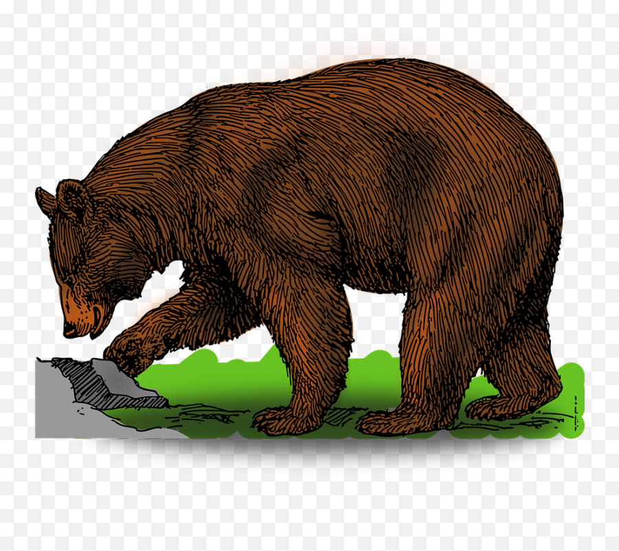 Brown Bear Wildlife - Free Vector Graphic On Pixabay Bear Clipart Png,Grizzly Icon