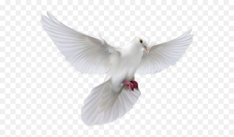 Holy Spirit Dove Png Picture 581669 - Holy Spirit Png Dove,Holy Spirit Png