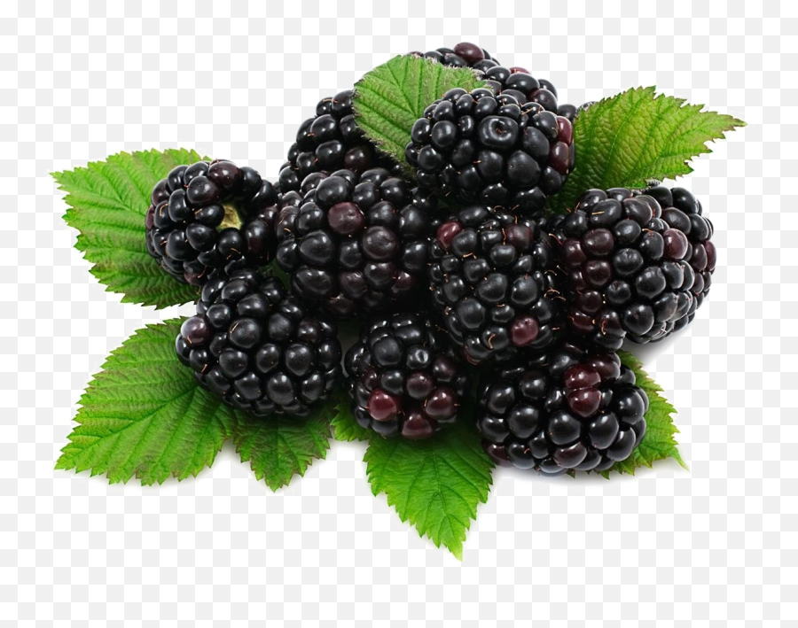 Blackberry Fruit Png Transparent Images