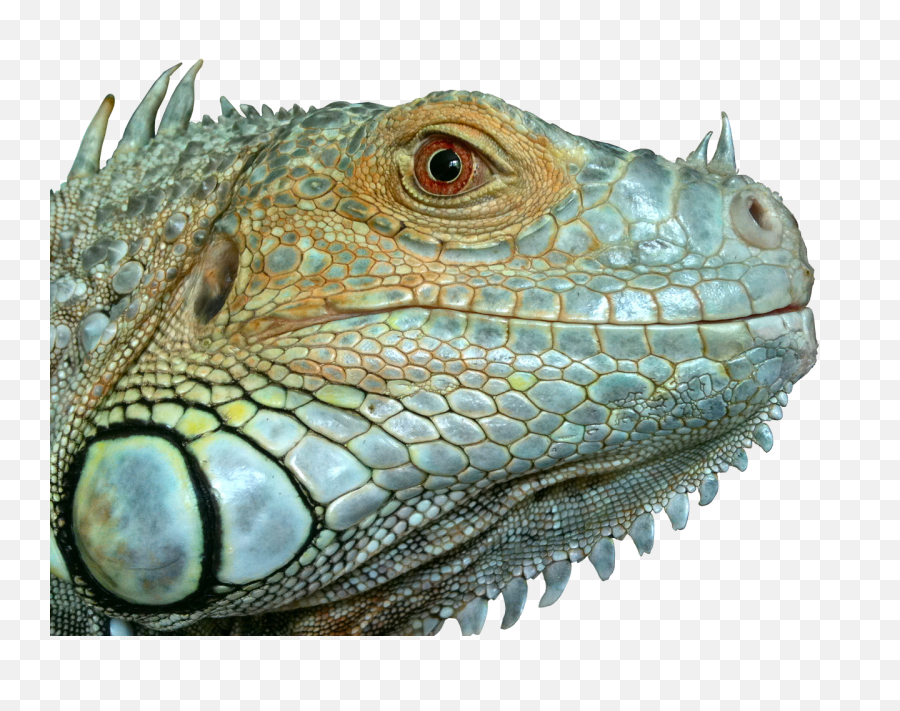 Iguana Reptile Lizard - Iguana Head Png,Iguana Png