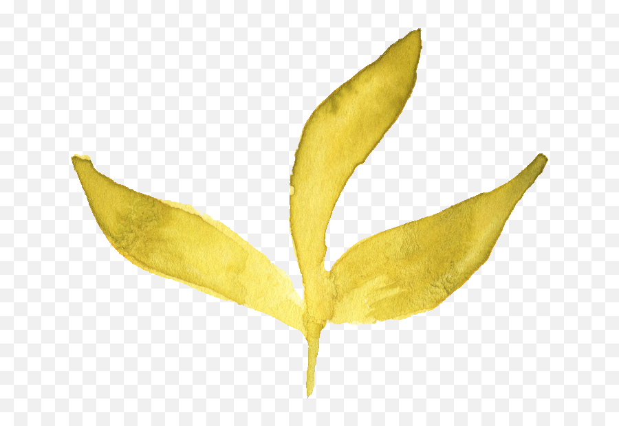 Watercolor Yellow Leaf Transparent - Watercolor Yellow Leaf Png,Leaf Png