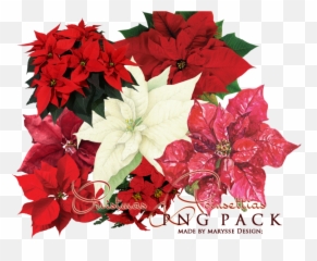 Poinsettia Transparent Images Png Arts - Poinsettia Flower,Poinsettia Png